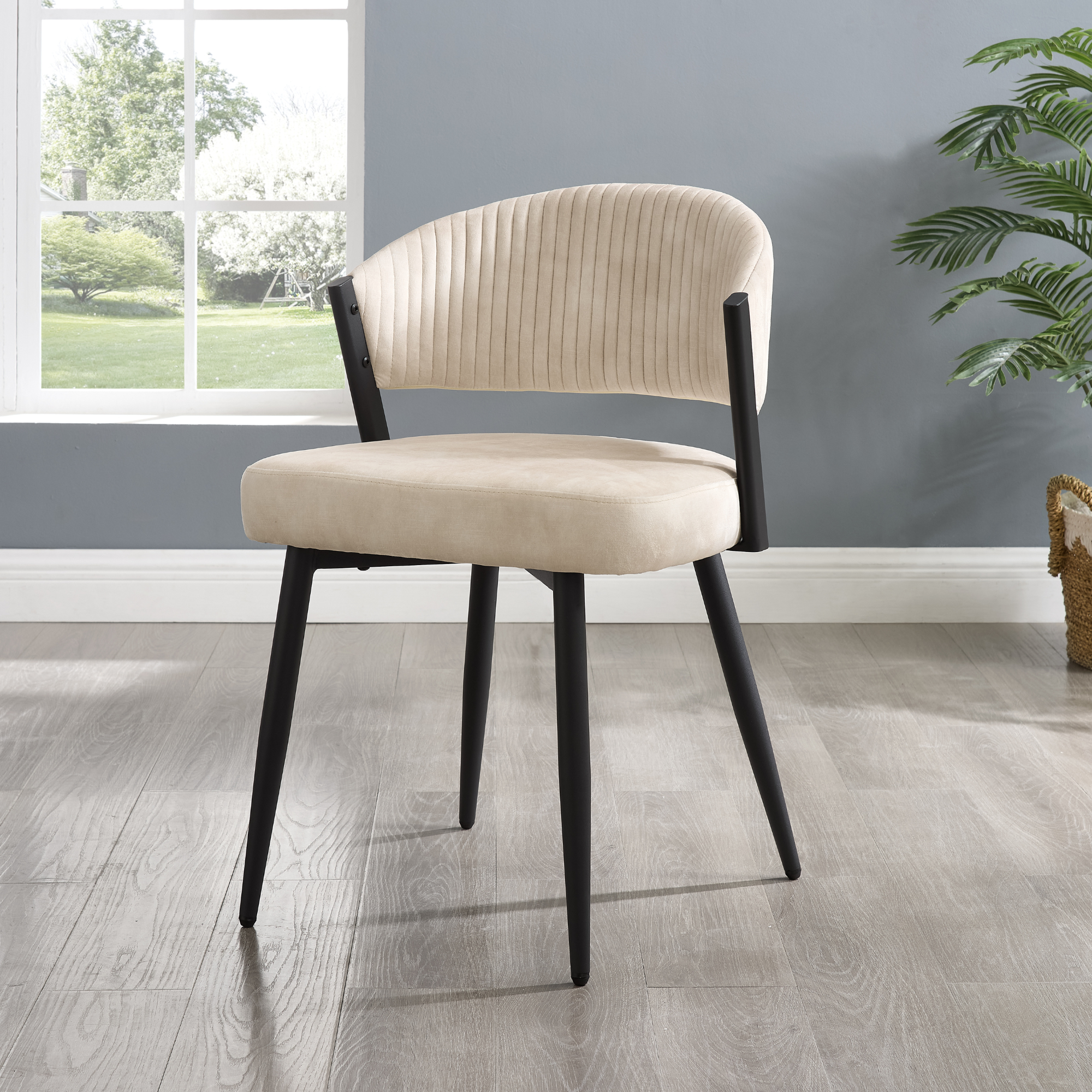 Maria Cream Curved Velvet Dining Chair With Black Metal Frame