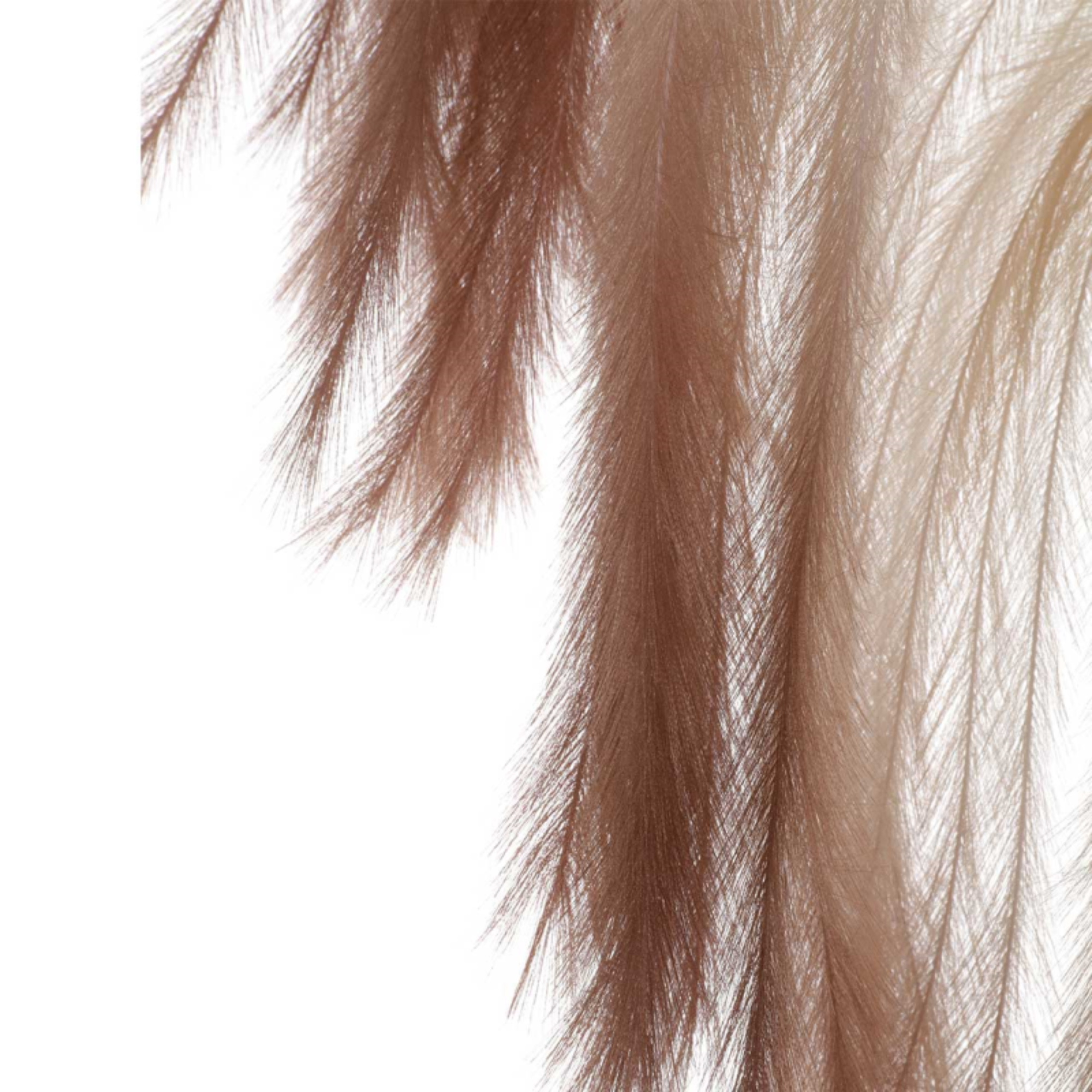 Coffee Brown Pampas Stem